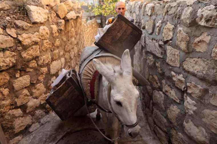 In Turkey, donkeys keep the city of Mardin clean