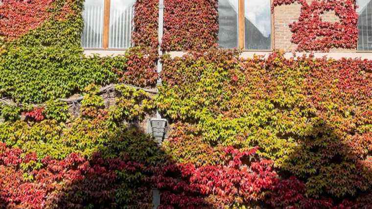 In Wavre, Belgium, the facades of buildings are vegetated