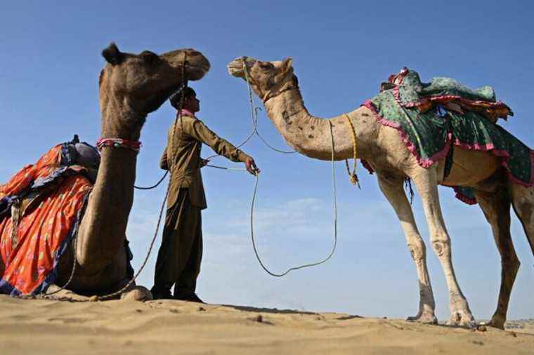 India |  India’s biggest camel fair reopens