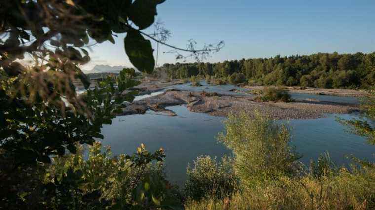 It is one of the last refuges in the Rhône valley for beetles