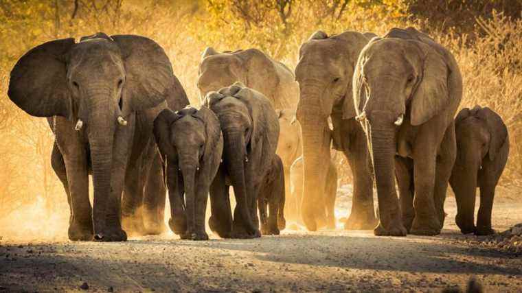 Ivory hunting makes elephants evolve