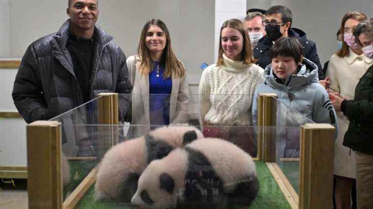 Kylian Mbappé godfather of a baby panda, the deputy director of Beauval Zoo conquered by the one who “watches a lot of animal documentaries”