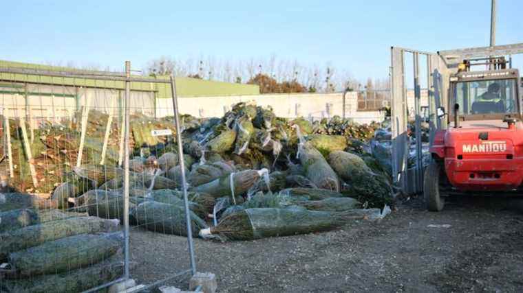 La Nouvelle Eco – “a very bad Christmas” in perspective for this Breton tree seller