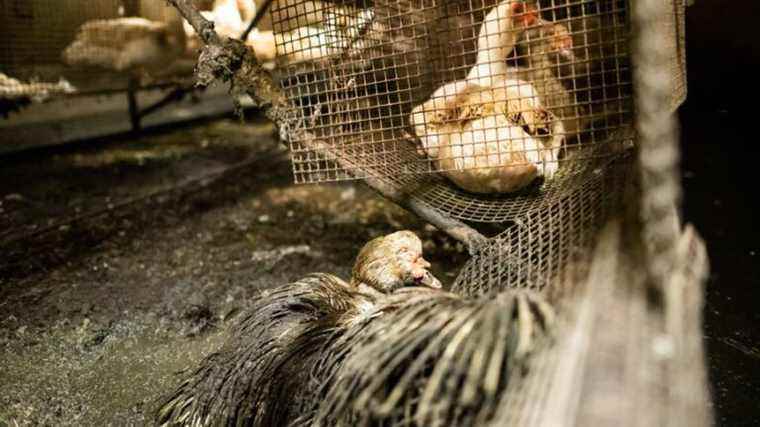 Landes duck farmer sentenced to 10 months suspended prison sentence