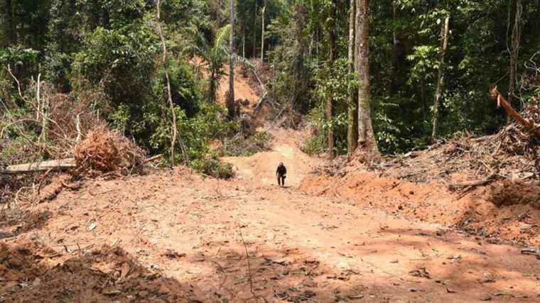 Live from the world.  In just over a year, Brazil has deforested a part of the Amazon the size of Lebanon