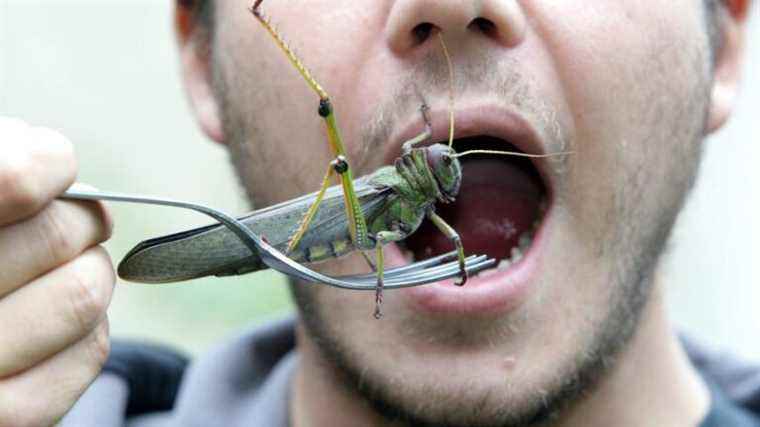 Migratory locusts soon on the plates of European consumers