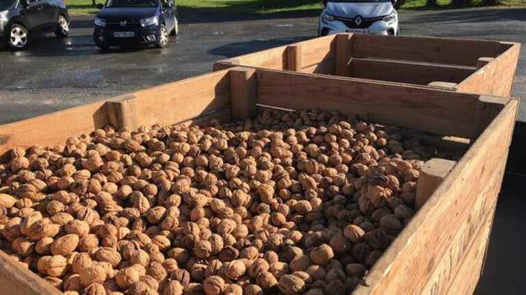 More than a ton of nuts sold at the Tocane-Saint -Apre market.