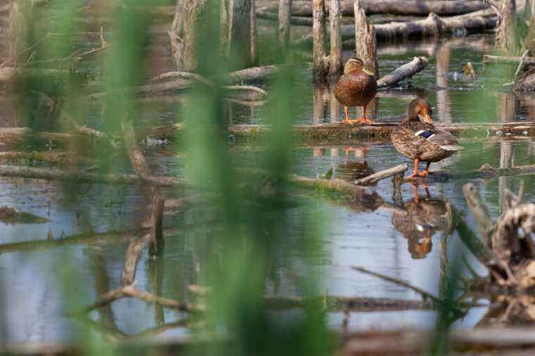 Municipal elections |  Birds, Hunting and Flooding in the West