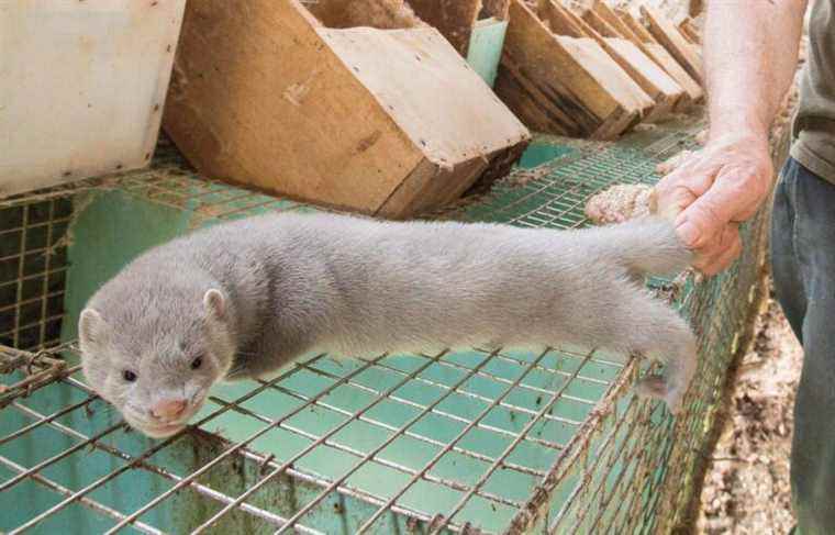 Nova Scotia to pay for COVID-19 vaccine for mink