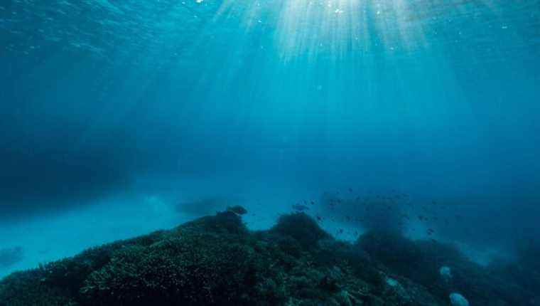 Oceans in danger, what solutions to protect them?