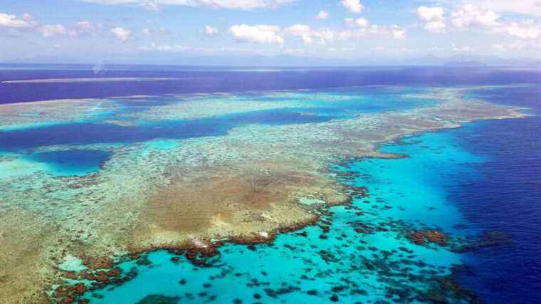 Only 2% of Great Barrier Reef has escaped bleaching, study finds