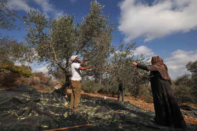 Palestinians or Israelis, olive growers have the climate crisis as an enemy