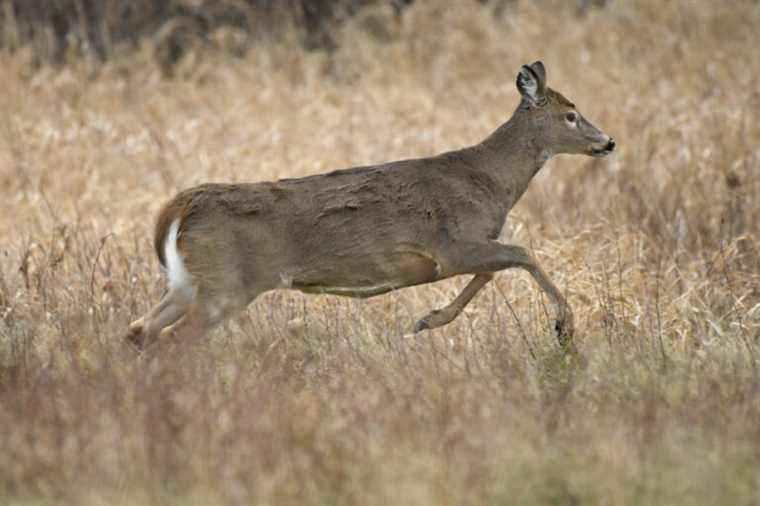 Parc Michel-Chartrand de Longueuil |  The majority of deer will be killed