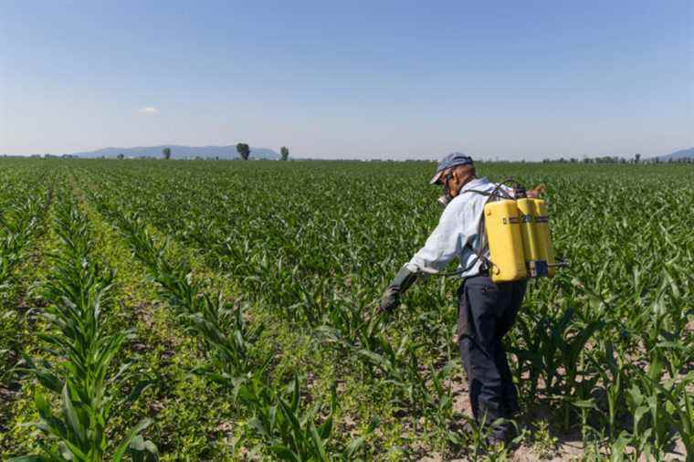 Pesticides and conflicts of interest |  The Order of Agronomists ready to “go beyond the government’s proposal”