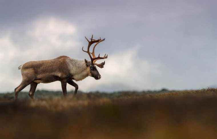 Quebec fails to protect caribou, say experts