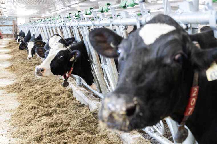 Recommended increase in farm milk prices |  A “necessary evil”, say producers and processors