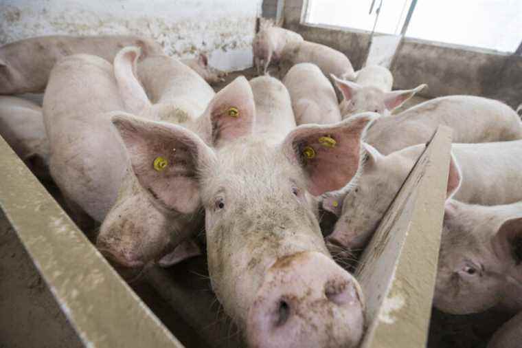 Saint-Alban |  200 pigs die in a blaze