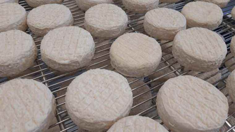 Several references from the Revallière cheese dairy in Le Tallud recalled due to listeria