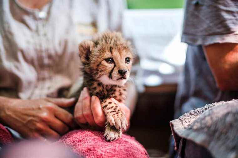 Somaliland, a hub for the trafficking of baby cheetahs