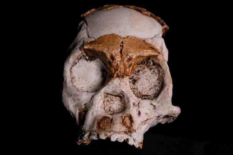 South Africa |  Fossils relaunch the enigma of distant cousins ​​of man