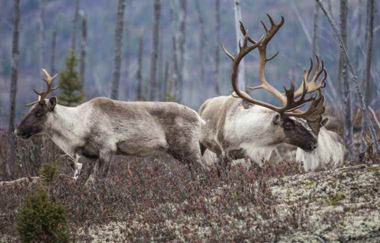 The Legault government postpones caribou protection