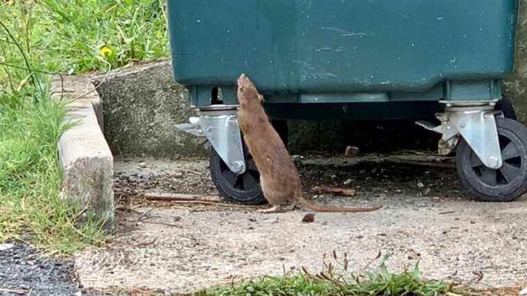 The city of Cherbourg-en-Cotentin mobilized against rodents