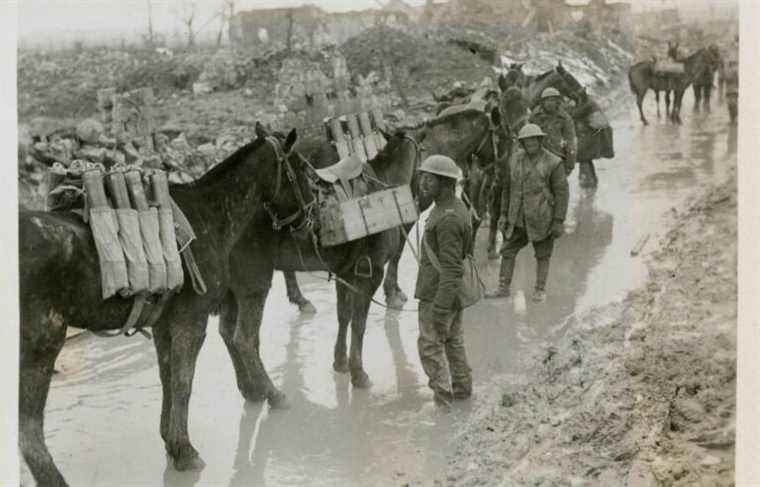 “The forgotten horse”: remembering the equine