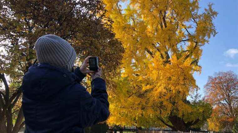 The most beautiful tree in France could well be in Strasbourg