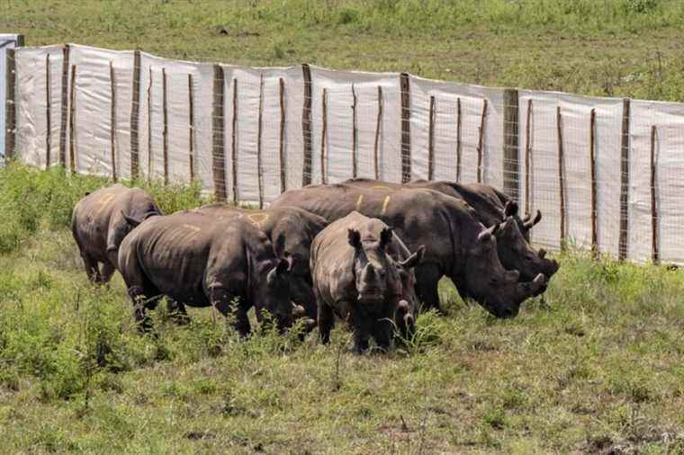 Thirty white rhinos introduced in a Boeing 747 to Rwanda