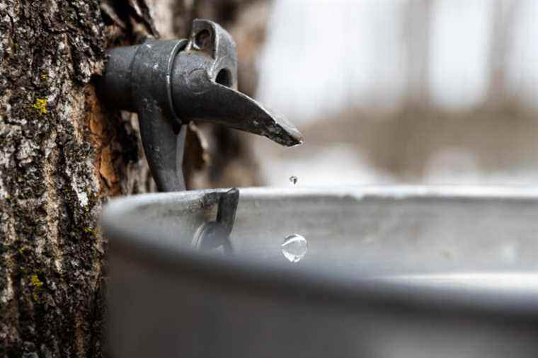 Threat of a maple syrup shortage |  Maple syrup producers are drawing from their “strategic reserve”