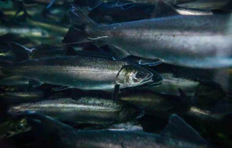 Transgenic salmon produced in Canada for the first time