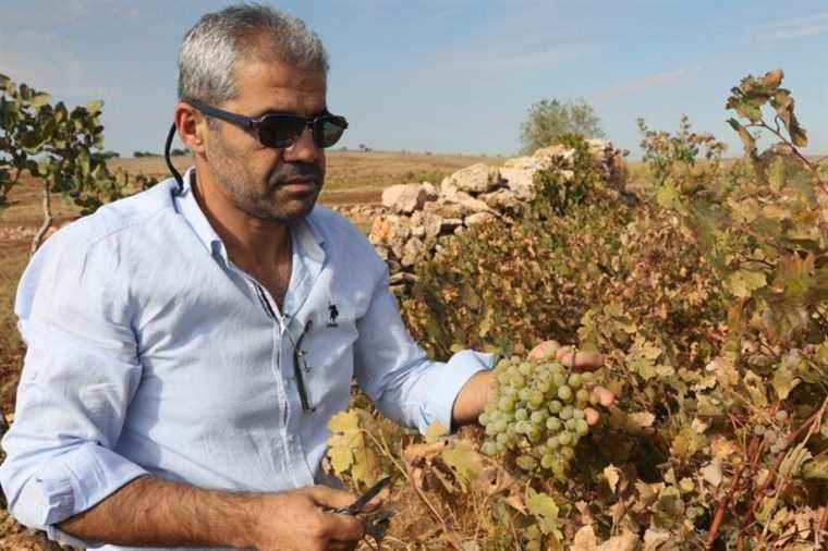 Turkey |  An “eternal” wine to revive Assyrian culture