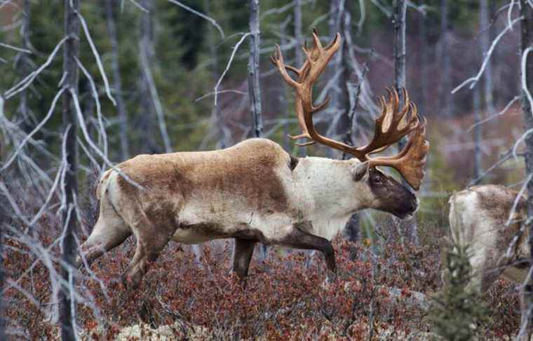 Two legal remedies in sight to try to save the woodland caribou