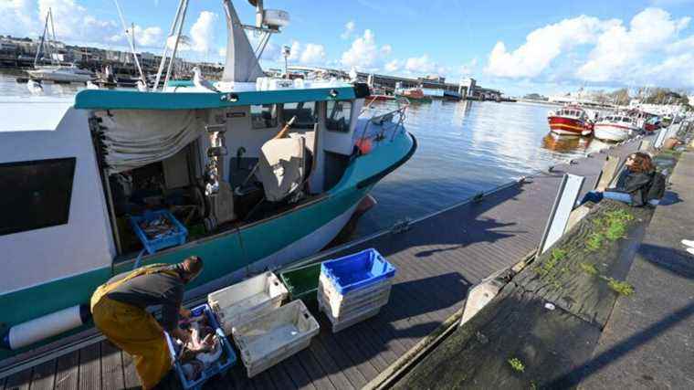 ‘We have a capacity to cripple the UK economy,’ says National Maritime Fisheries Committee