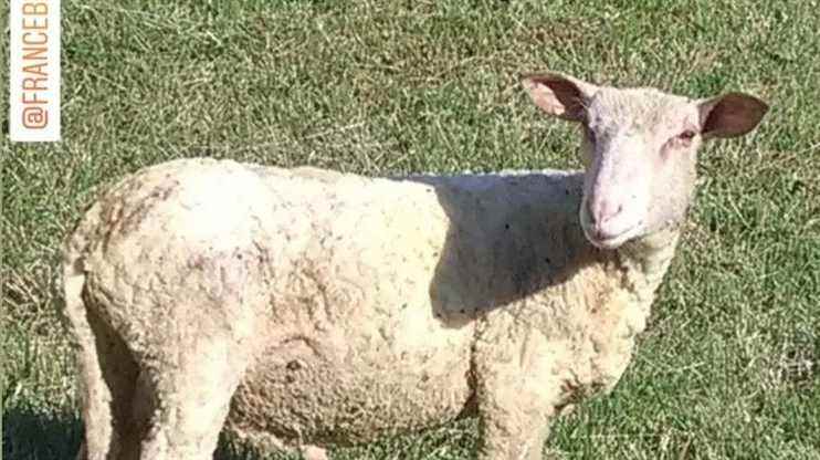 Young lost sheep looking for its owner in Trélissac