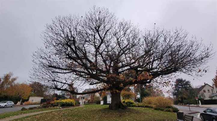 a chestnut tree from La Celle-Saint-Cloud finalist of the “tree of the year” competition