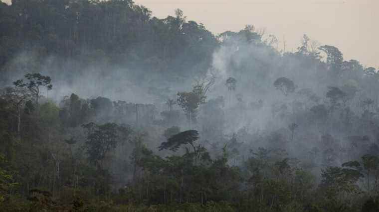 a forest of the country devastated by fires