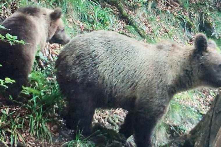 a hunter seriously injured by a bear, the animal shot