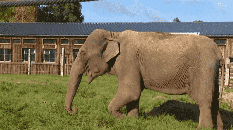 a sanctuary welcomes retired elephants