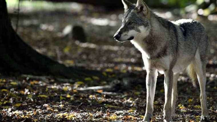 a second wolf spotted in seven months in the department