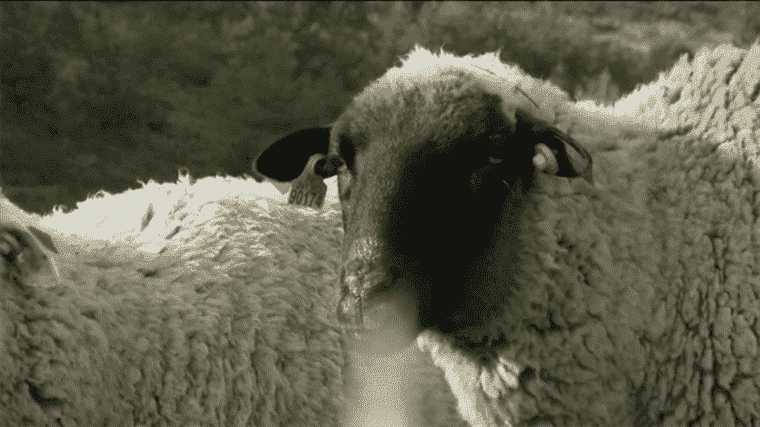 breeders protect their herds from wolves