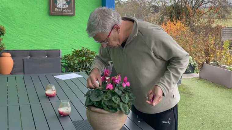 cyclamen blooms all winter