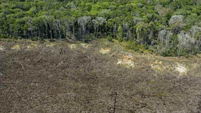 deforestation in the Amazon has increased by 22% in one year