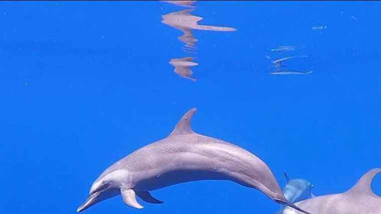 discovering the dolphins of the Caribbean Sea