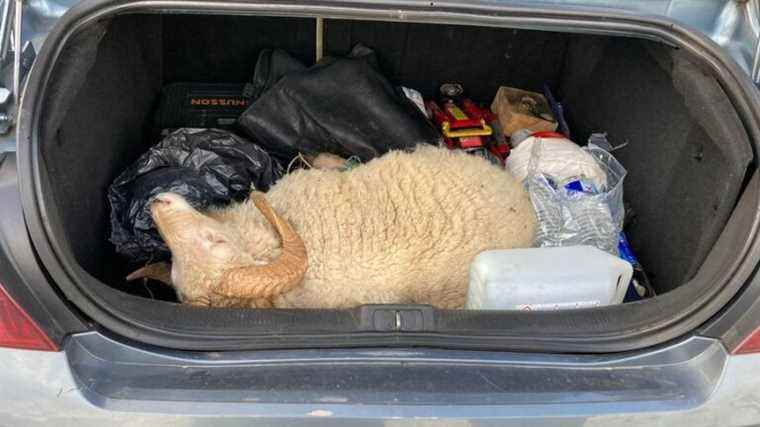 during a check, the gendarmes discover a living ram in the trunk of a car