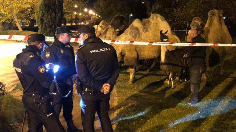 eight camels and a llama roaming the streets of Madrid