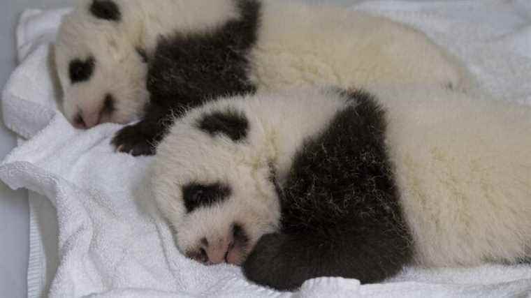 franceinfo junior.  “The naming ceremony” at Beauval zoo for the two baby pandas