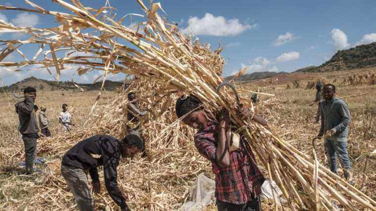 global warming lowers agricultural productivity in Africa