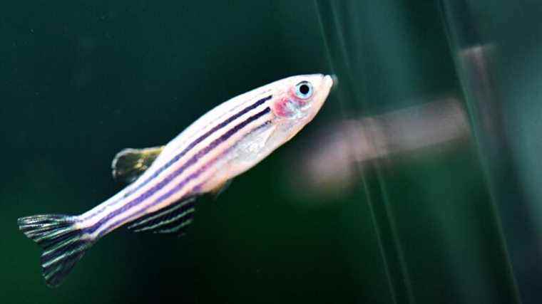 how fish can help regenerative surgery