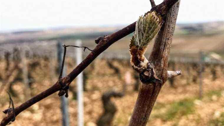 in Azerat, the Vesunna company produces artisanal bud extracts